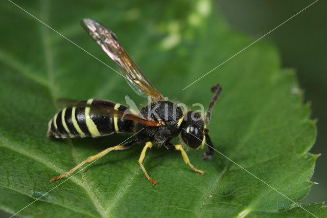 Odynerus melanocephalus