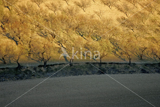 Olive (Olea europaea)