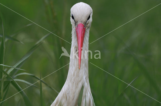 White Stork (Ciconia ciconia)