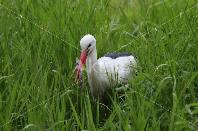 Ooievaar (Ciconia ciconia)