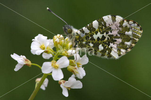 Oranjetipje (Anthocharis cardamines)