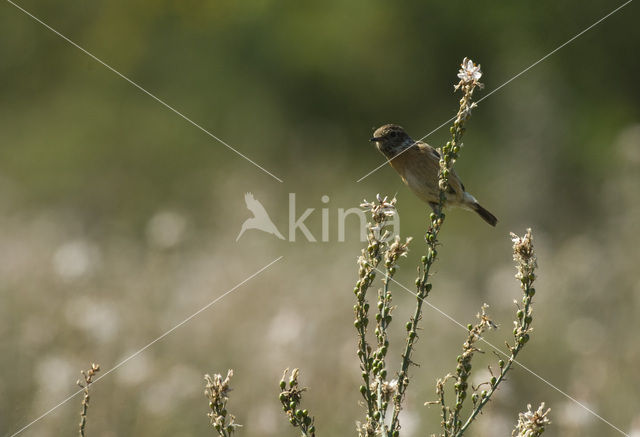 Whinchat (Saxicola rubetra)