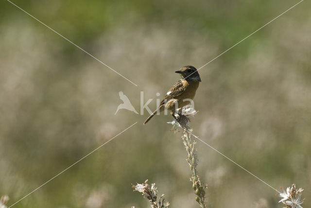 Paapje (Saxicola rubetra)