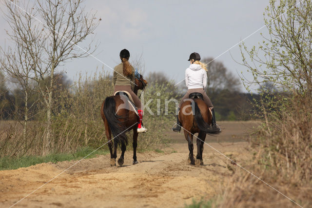 Paard (Equus spp)