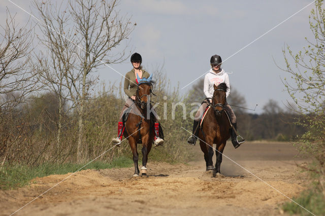 Paard (Equus spp)