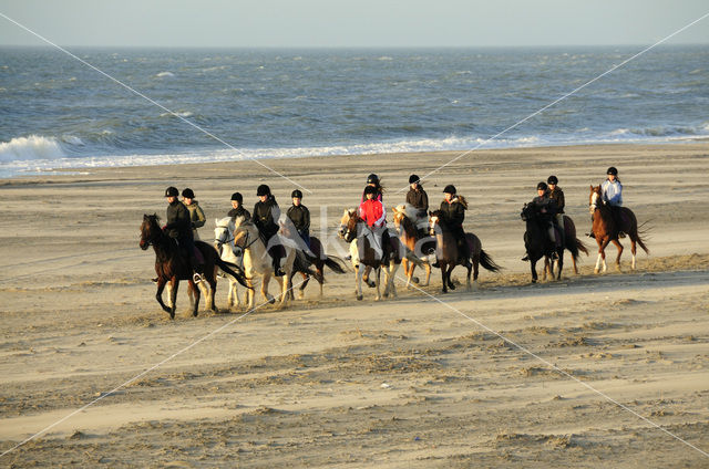 Paard (Equus spp)