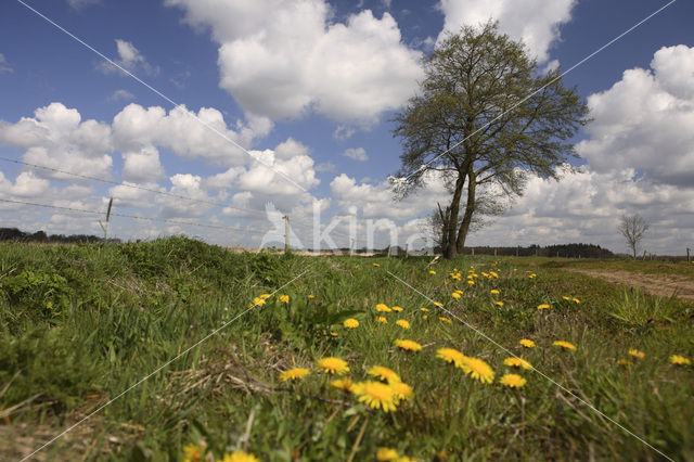 Paardenbloem (Taraxacum spec.)