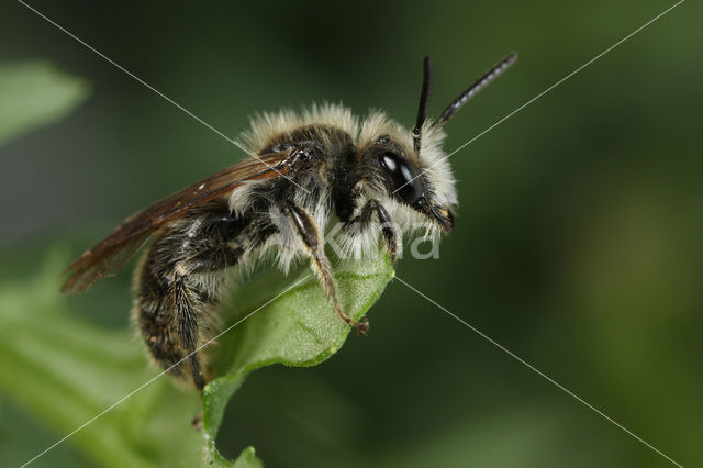 Andrena humilis