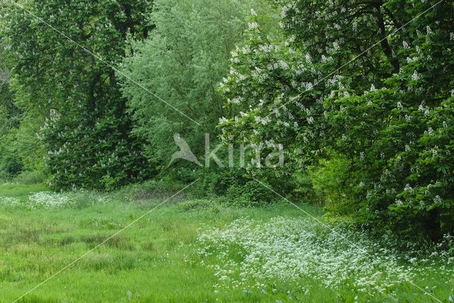 Paardenkastanje (Aesculus hippocastanum)