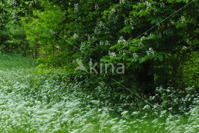 Paardenkastanje (Aesculus hippocastanum)