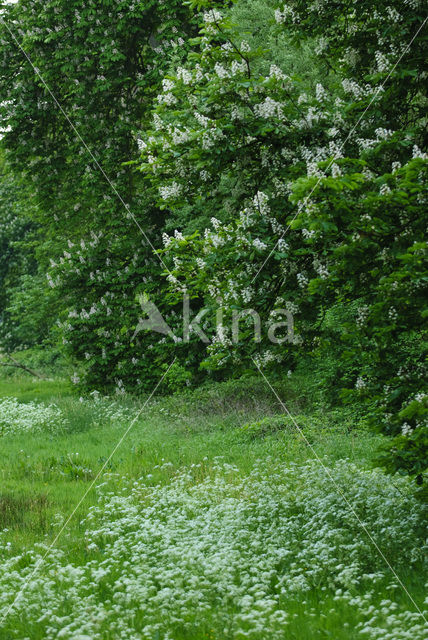 Horse-chestnut (Aesculus hippocastanum)