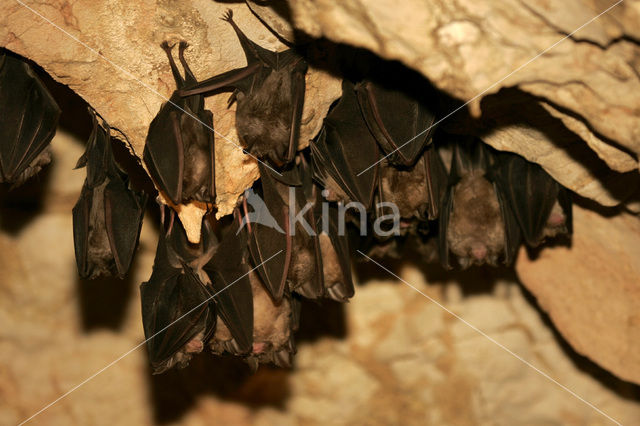 Mediterranean horseshoe bat (Rhinolophus euryale)