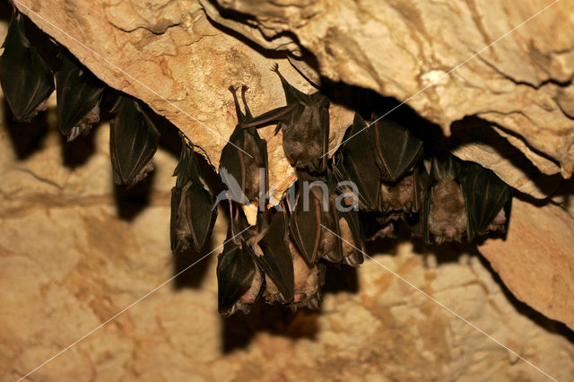 Mediterranean horseshoe bat (Rhinolophus euryale)