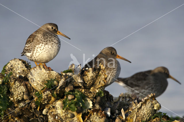 Purple Sandpiper (Calidris maritima)