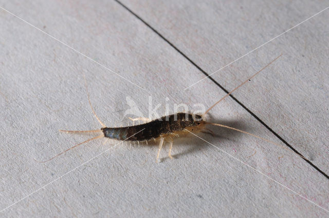 Silverfish (Ctenolepisma longicaudatum)