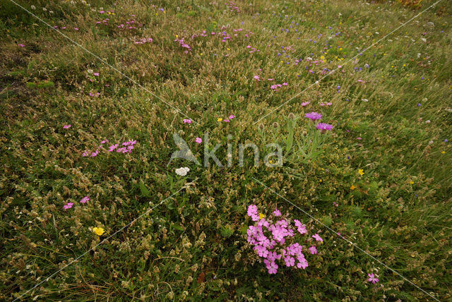 Pauwanjer (Dianthus pavonius)