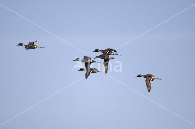 Northern Pintail (Anas acuta)