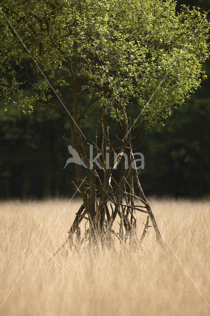 Purple Moor-grass (Molinia caerulea)