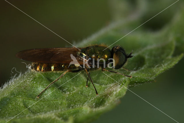 green soldier fly (Chloromyia formosa)