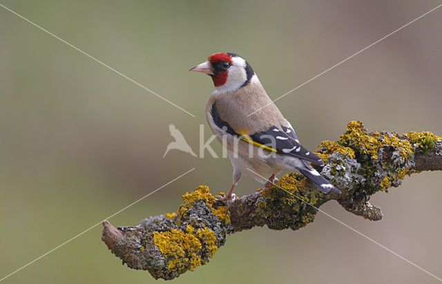 European Goldfinch (Carduelis carduelis)