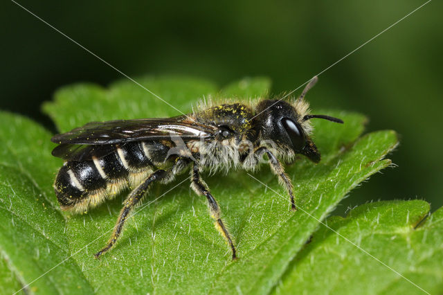 Sleepy Carpenter Bee (Chelostoma florisomne)