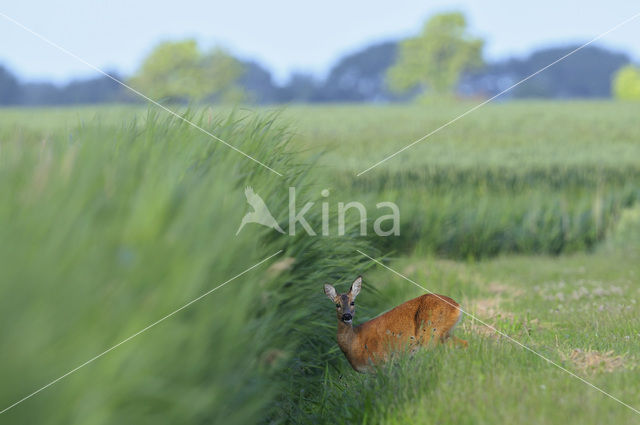 Roe Deer (Capreolus capreolus)