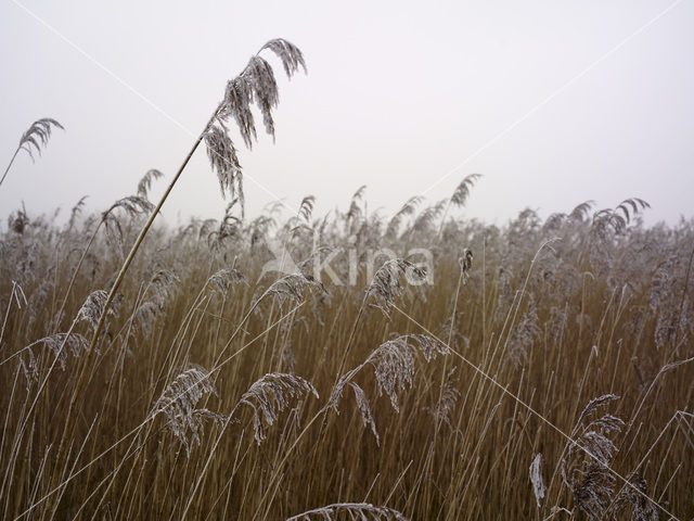 Common Reed (Phragmites australis)