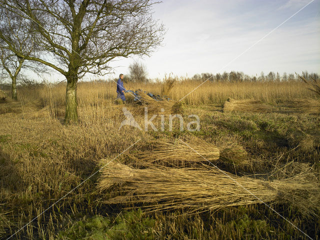 Common Reed (Phragmites australis)