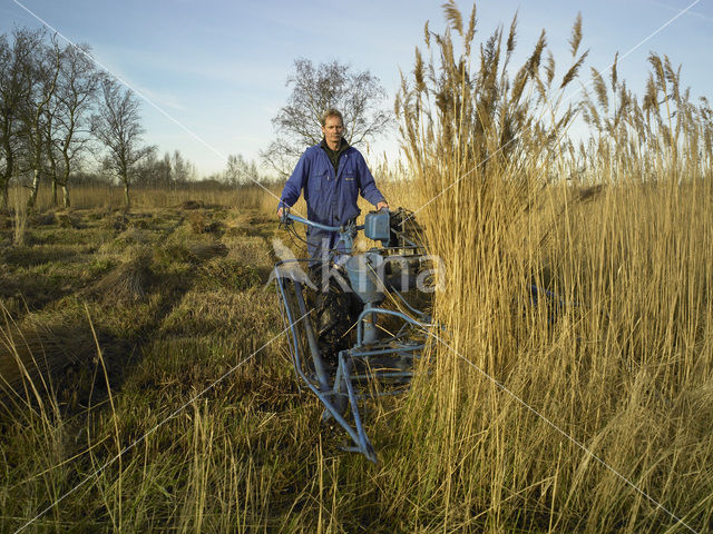 Riet (Phragmites australis)