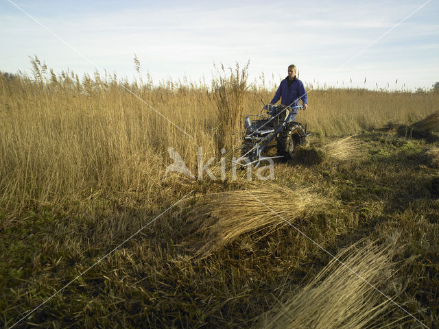 Common Reed (Phragmites australis)