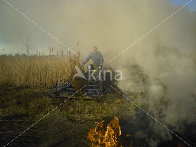 Common Reed (Phragmites australis)
