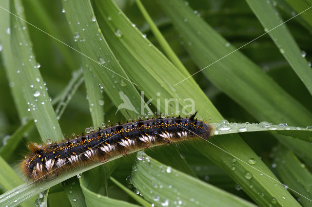 Rietvink (Euthrix potatoria)