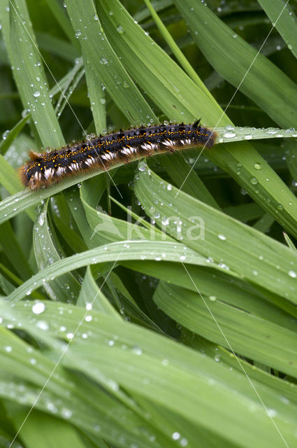 Rietvink (Euthrix potatoria)