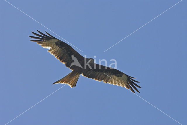 Red Kite (Milvus milvus)