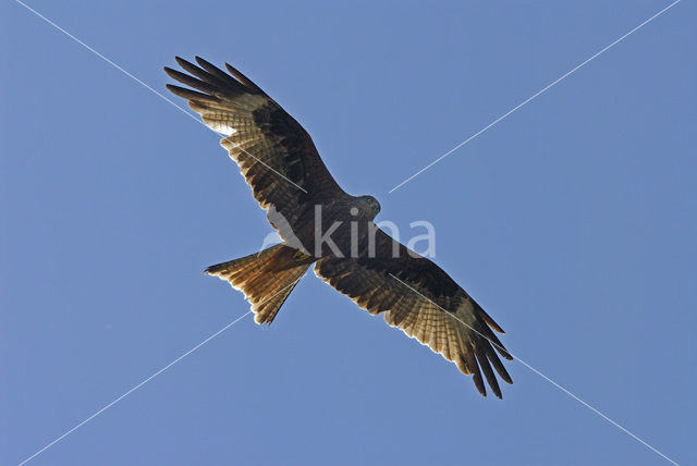 Red Kite (Milvus milvus)