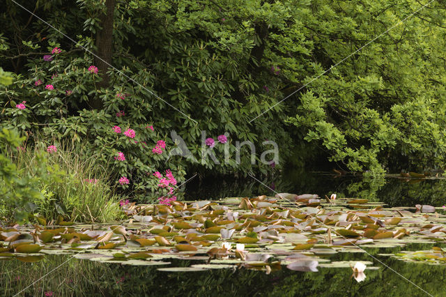 Rododendron (Rhododendron)