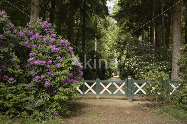 Rododendron (Rhododendron)