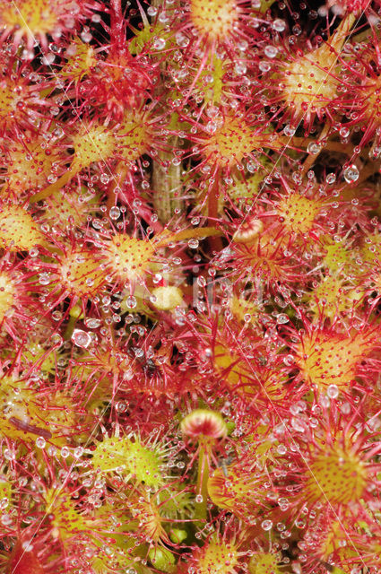 Ronde zonnedauw (Drosera rotundifolia)