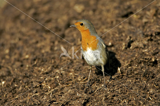 European Robin (Erithacus rubecula)