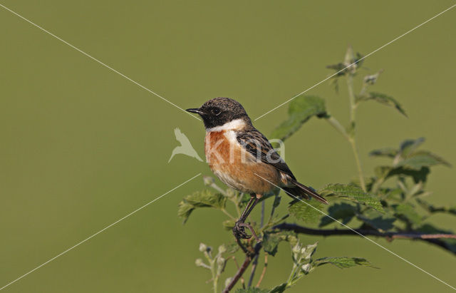 Stonechat (Saxicola rubicola)