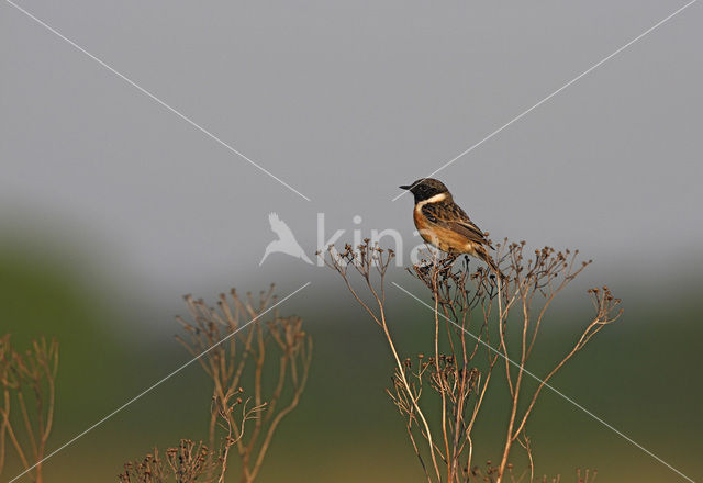Stonechat (Saxicola rubicola)