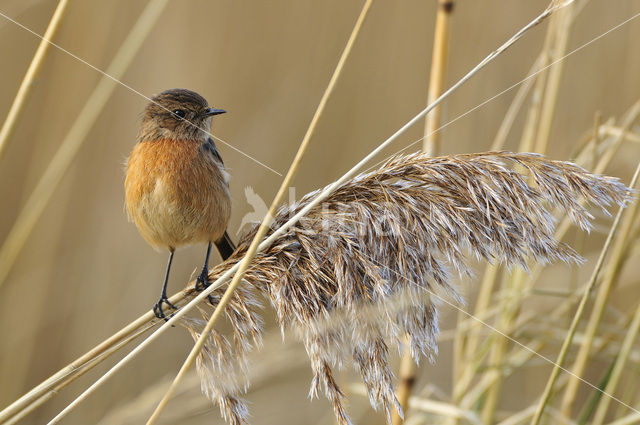 Roodborsttapuit (Saxicola rubicola)