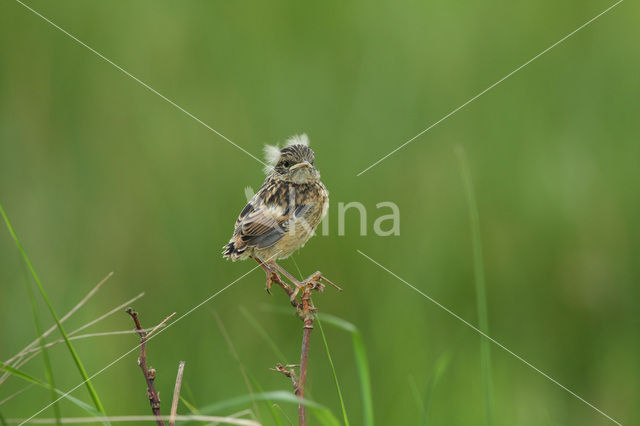 Stonechat (Saxicola rubicola)