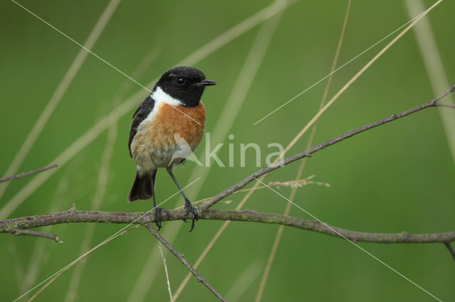 Roodborsttapuit (Saxicola rubicola)