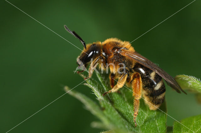 Roodbruine groefbij (Lasioglossum xanthopus)