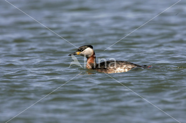 Roodhalsfuut (Podiceps grisegena)