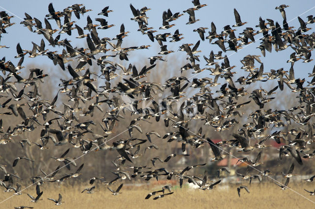 Roodhalsgans (Branta ruficollis)