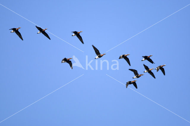 Roodhalsgans (Branta ruficollis)