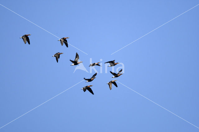Red-breasted Goose (Branta ruficollis)
