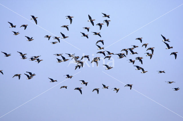 Roodhalsgans (Branta ruficollis)